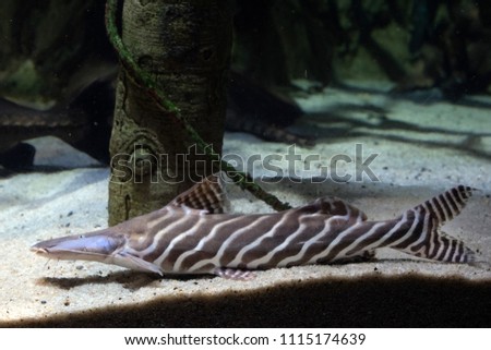zebra shovelnose catfish underwater portrait