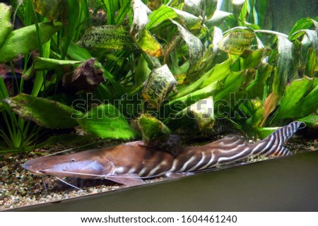 Zebra Shovelnose (Tigerstriped catfish, Brachyplatystoma tigrinum)
