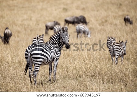 Zebra in the shroud