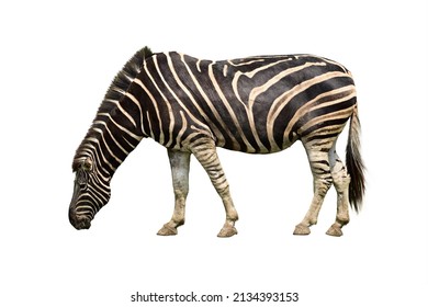 3,015 Zebra side view Images, Stock Photos & Vectors | Shutterstock