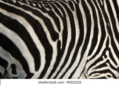 Zebra Skin