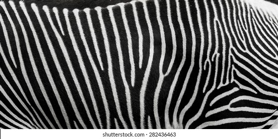 105,874 Zebra skin background Images, Stock Photos & Vectors | Shutterstock