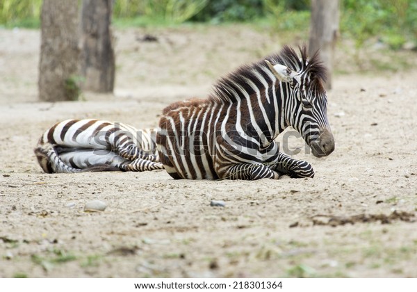 Zebra Sleeping Stock Photo (Edit Now) 218301364