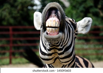 Zebra Smile And Teeth