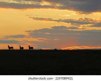 Zebra In South African Sunset 