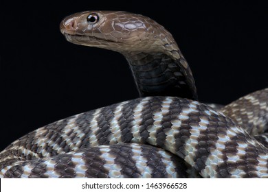 Zebra Spitting Cobra (Naja Nigricincta Nigricincta)