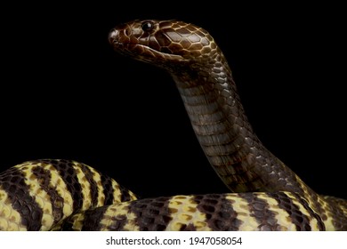 Zebra Spitting Cobra (Naja Nigricincta Nigricintcta)