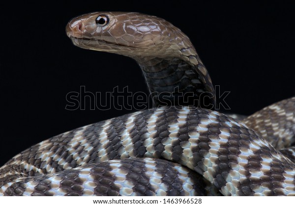 Zebra Spitting Cobra Naja Nigricincta Nigricincta Stock Photo (Edit Now ...