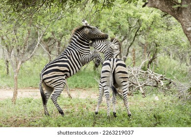 Zebra stallions play fighting duel - Powered by Shutterstock