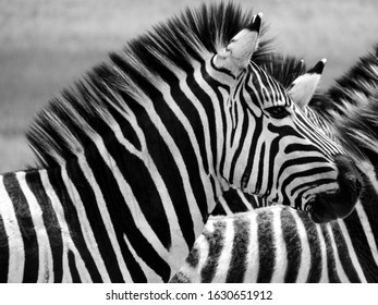 Zebra Standing In The Heard