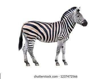 Zebra standing isolated on white