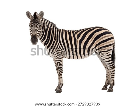 Zebra standing and looking at camera, isolated on white background.