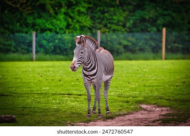 A zebra standing on a grassy field with a forest in the background. - Powered by Shutterstock