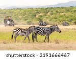 zebra standing in savanna grassland with background of safari tourist car at Masai Mara National Reserve Kenya