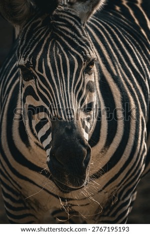 Zebra standing in the wild with striped pattern visible.