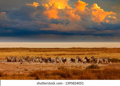 Zebra And Storm Evening Sunset In Etosha Pan In Namibia. Wildlife Nature, Safari In Dry Season. African Landscape With Wild Animals, Clouds On The Sky. Herds Of Zebra Near The Water Hole In The Desert