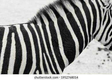 Zebra Stripes. striped life natural camouflage