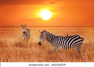 Zebra At Sunset In The Serengeti National Park. Wild Life Of Africa. Tanzania.