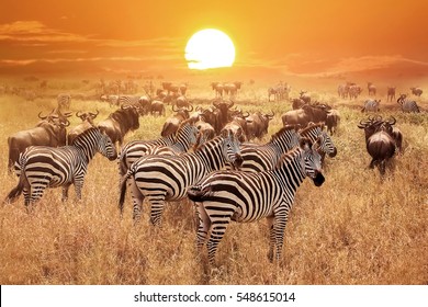 Zebra at sunset in the Serengeti National Park. Africa. Tanzania. - Shutterstock ID 548615014