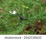 Zebra swallowtail butterfly (Eurytides marcellus) in its summer form. 