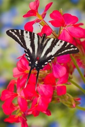 Zebra Swallowtail Butterfly, Eurytides Marcellus