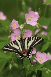 Zebra Swallowtail Butterfly Protographium Marcellus On Wild Geranium Geranium Maculatum
