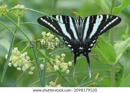 zebra swallowtail butterfly Protographium marcellus on whorled milkweed Asclepias verticillata