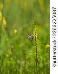 Zebra swallowtail, Eurytides marcellus. Side view of adult on yellow colic root with meadow background. 