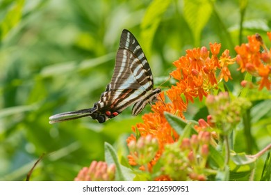 Zebra Swallowtail On Butterfly Milkweed