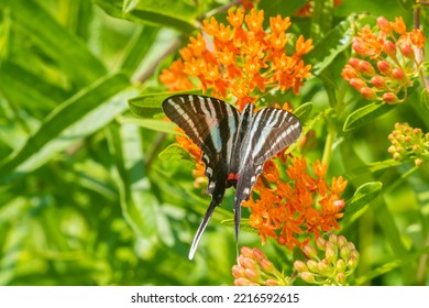 Zebra Swallowtail On Butterfly Milkweed