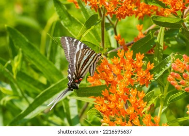 Zebra Swallowtail On Butterfly Milkweed