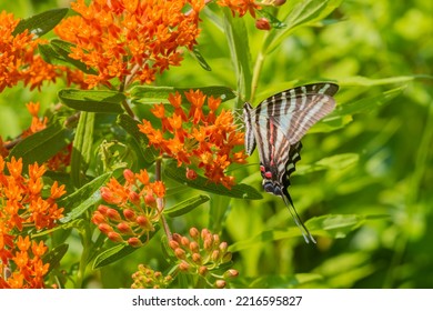 Zebra Swallowtail On Butterfly Milkweed