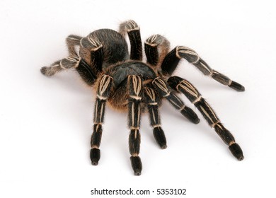 128 Zebra Tarantula Images, Stock Photos & Vectors 