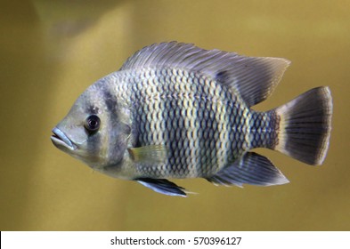 Zebra Tilapia Heterotilapia Buttikoferi Stock Photo (Edit Now) 570396127