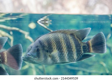 626 Tilapia Fish Tank Images, Stock Photos & Vectors 