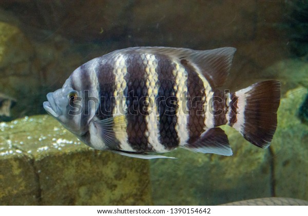 Zebra Tilapia Heterotilapia Buttikoferi Water West Stock Photo ...