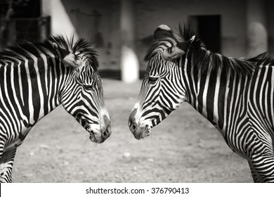 Zebra twins