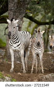 Zebra under a tree in the wild