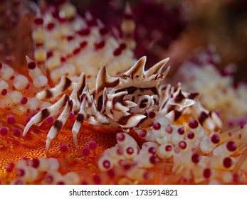 Zebra Urchin Crab (Zebrida Adamsii)