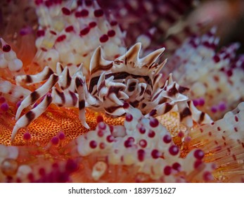 Zebra Urchin Crab (Zebrida Adamsii)