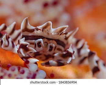 Zebra Urchin Crab (Zebrida Adamsii)