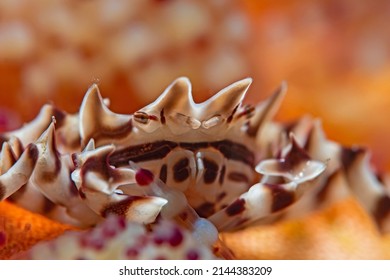 Zebra Urchin Crab (Zebrida Adamsii)