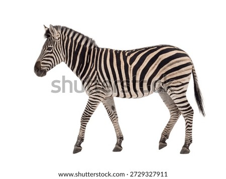 Zebra walking side view isolated on white background.