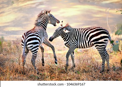 Zebra. Wild Animals On The African Grasslands, Zebras.