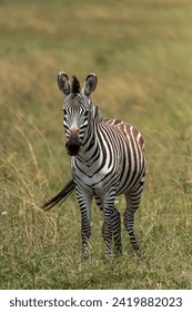 zebra in the wild looking 
