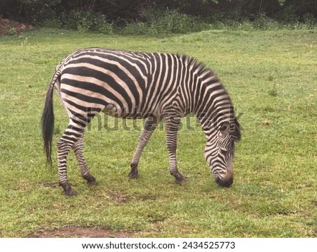 Zebra - wildlife- wild animals- Africa