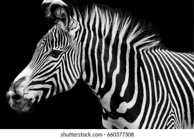 A zebra in the Wilhelma zoo in Stuttgart isolated on black background.