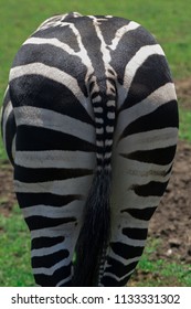 230 Zebra butt Images, Stock Photos & Vectors | Shutterstock