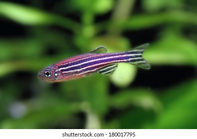 Zebrafish 