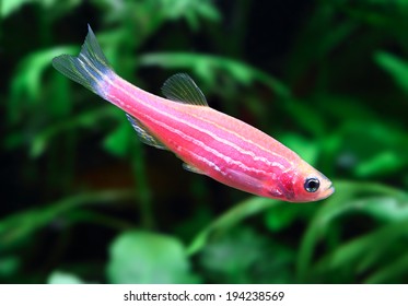 Zebrafish 